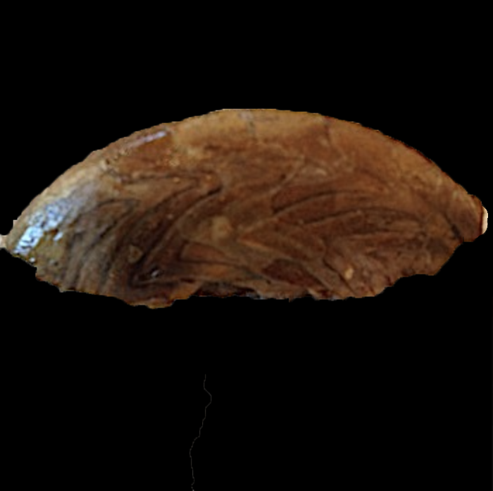 Gonioloboceras #222 Graham (Finis Shale) Jacksboro, Jack Co., TX