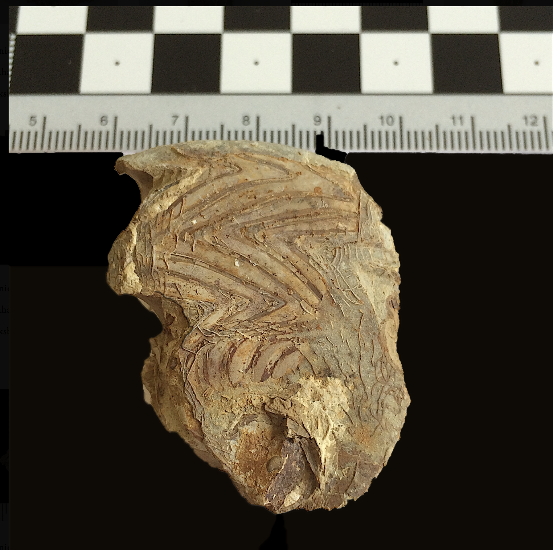 Gonioloboceras #835e Graham (Finis Shale) Jacksboro, Jack Co., TX
