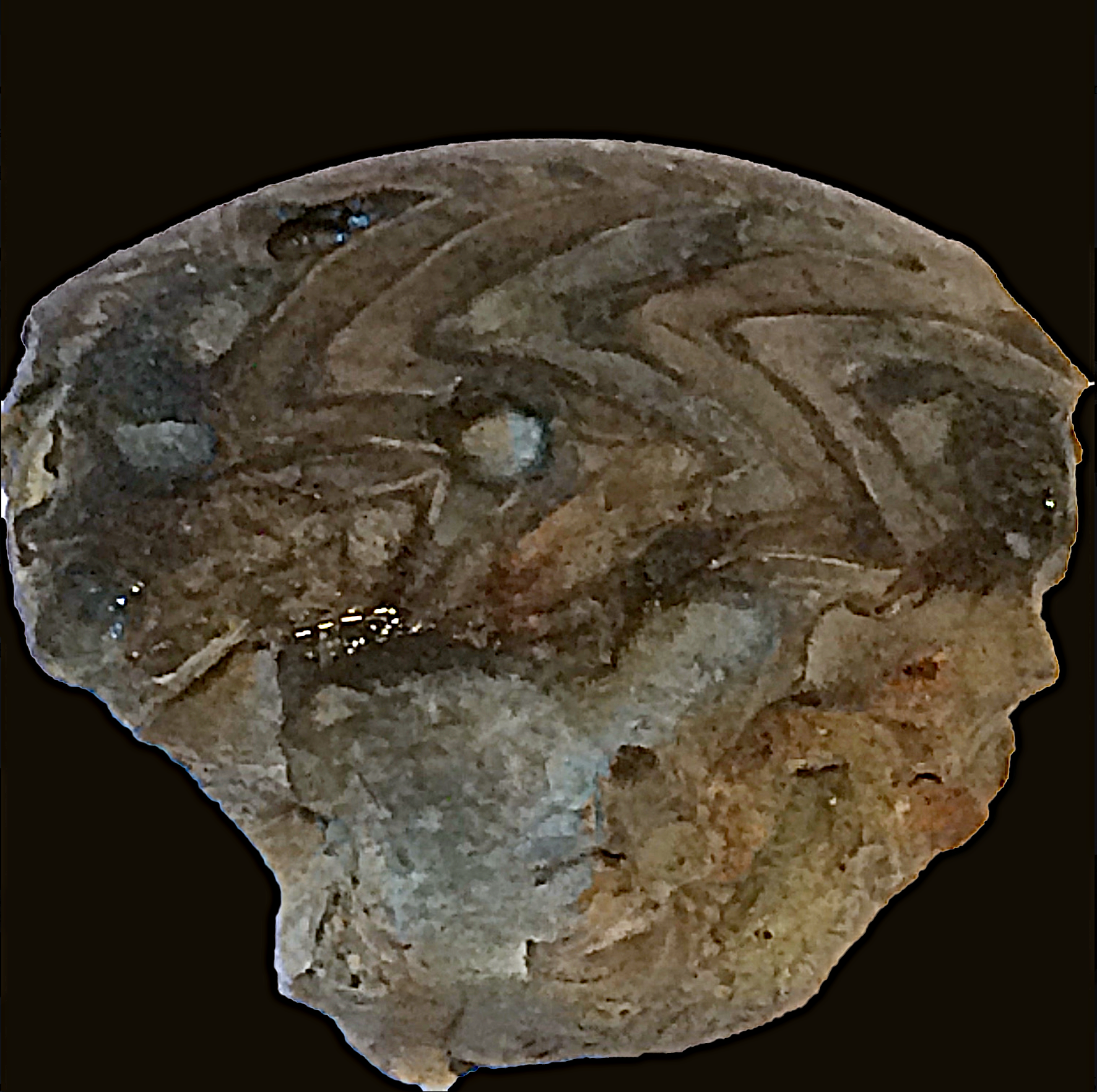 Gonioloboceras #564 Graham (Finis Shale) Jacksboro, Jack Co., TX
