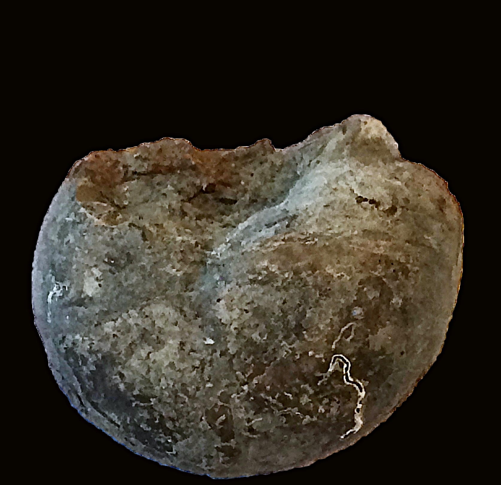Knightites tennulieata #565 Graham (Finis Shale) Jacksboro, Jack Co., TX