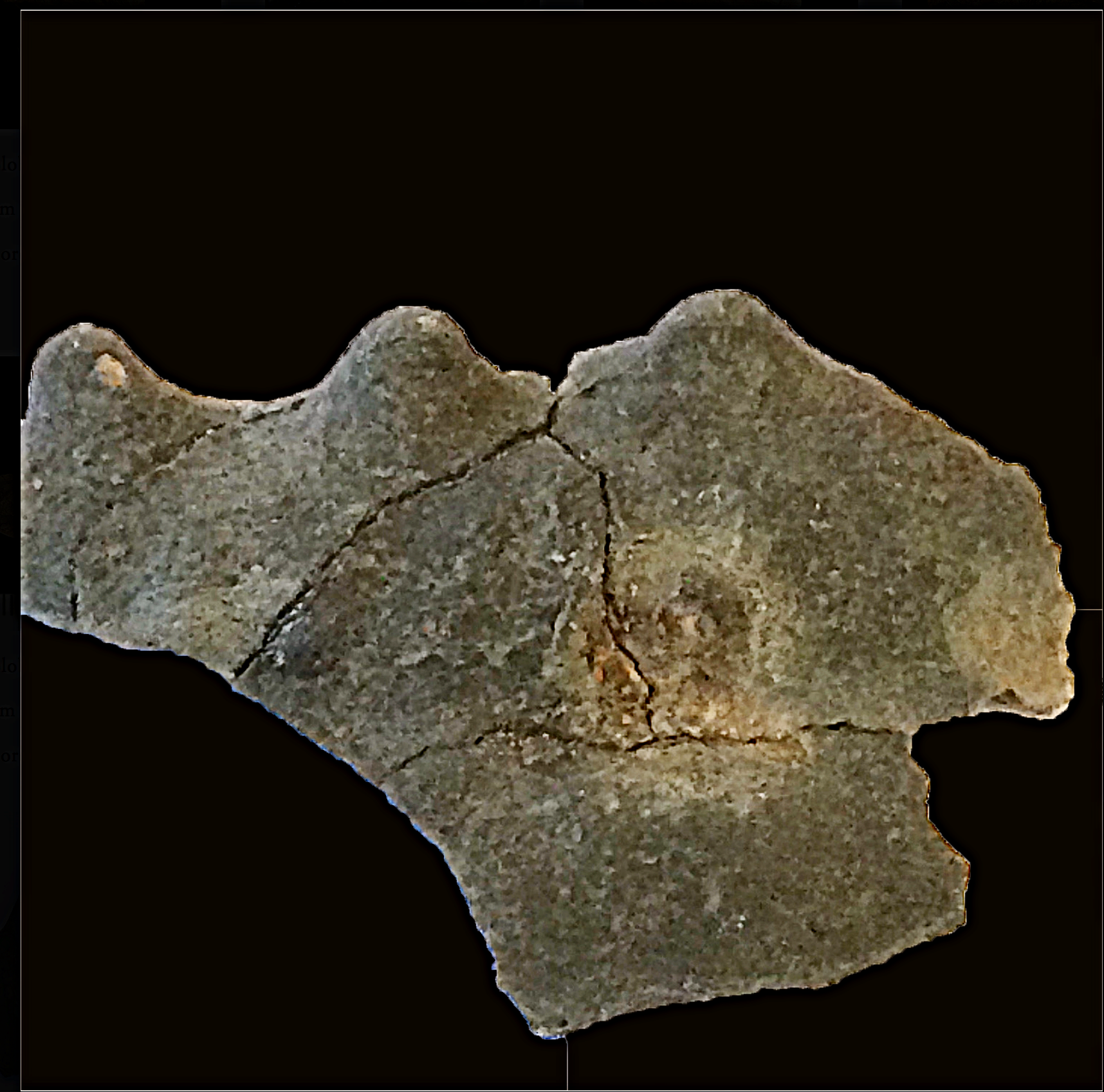 Metacoceras Reverse #567 Graham (Finis Shale) Jacksboro, Jack Co., TX