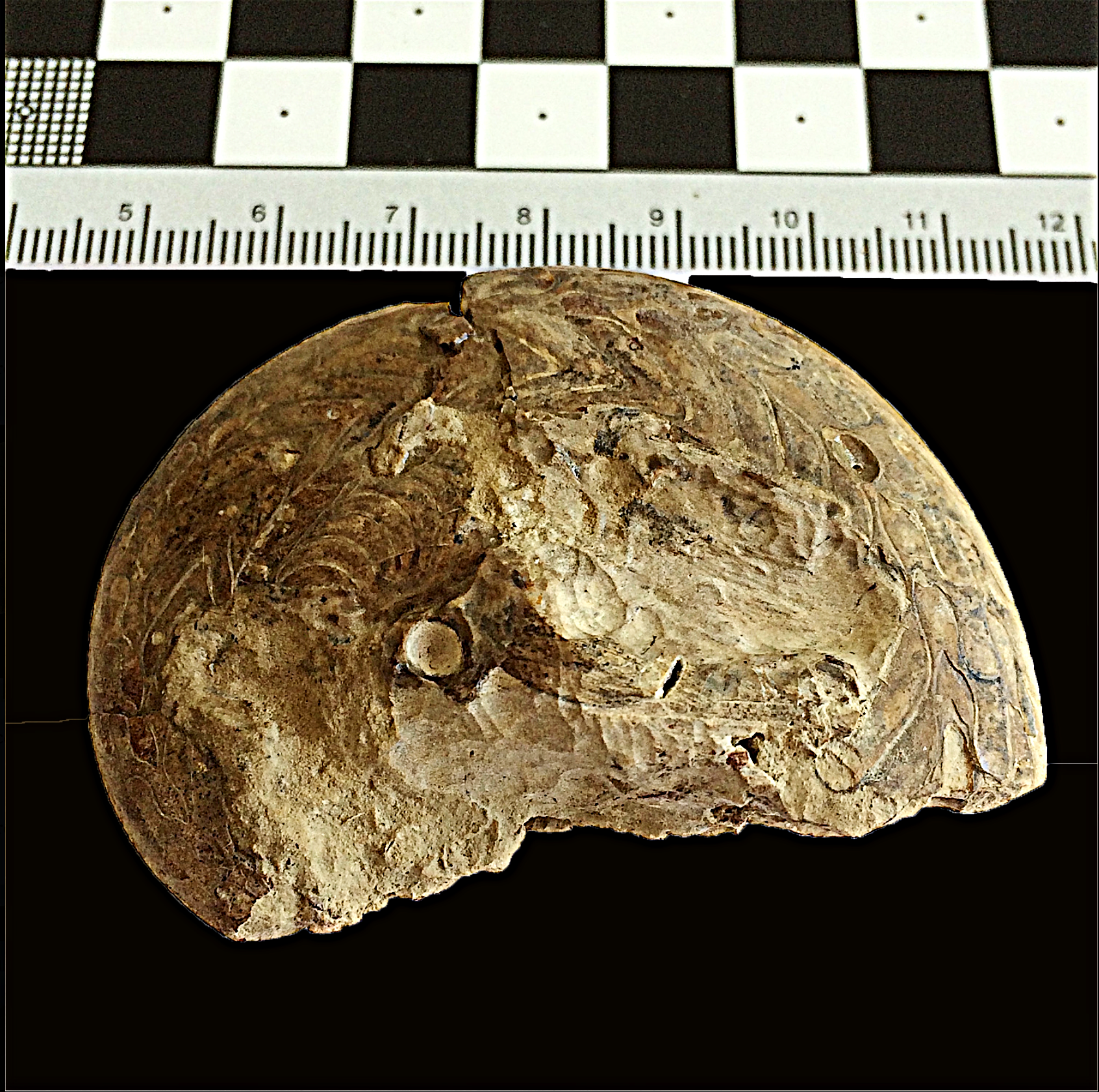 Neodimorphoceras #835b Graham (Finis Shale) Jacksboro, Jack Co., TX