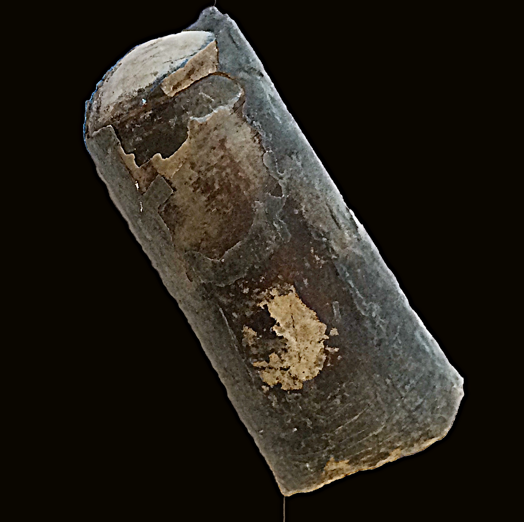 Shimanskya postremus #563 Graham (Finis Shale) Jacksboro, Jack Co., TX