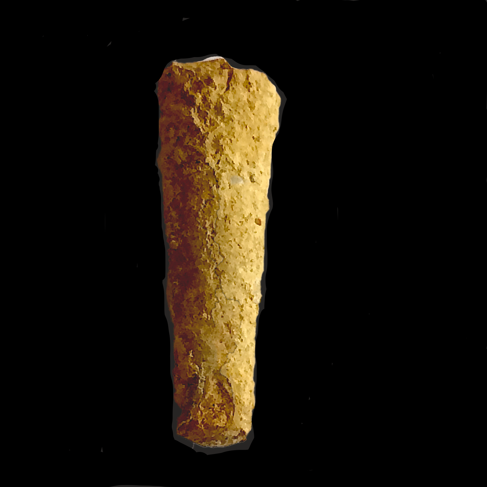 Psuedothoceras #480 Graham (Finis Shale) Jacksboro, Jack Co., TX