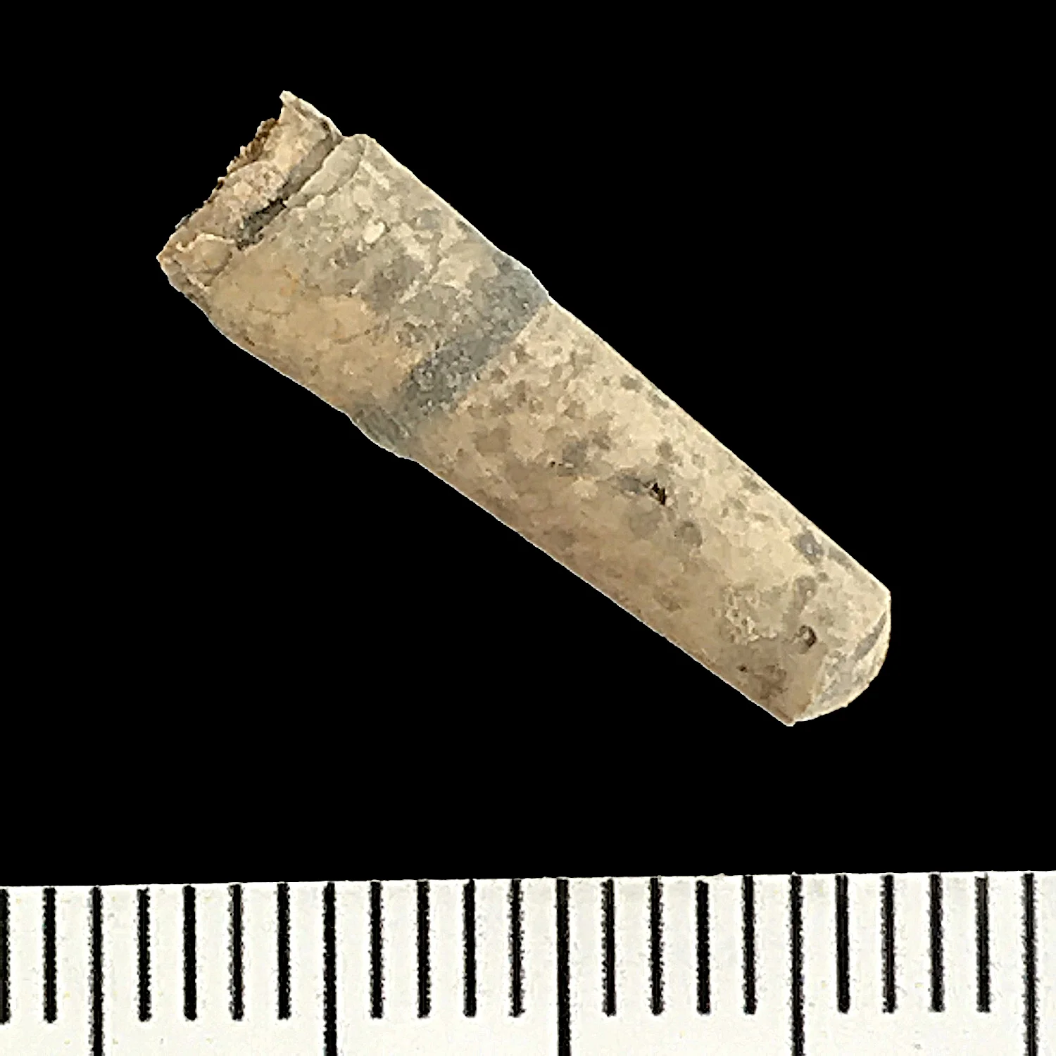 Pseudorthoceras #928d Graham (Finis Shale) Jacksboro, Jack Co., TX