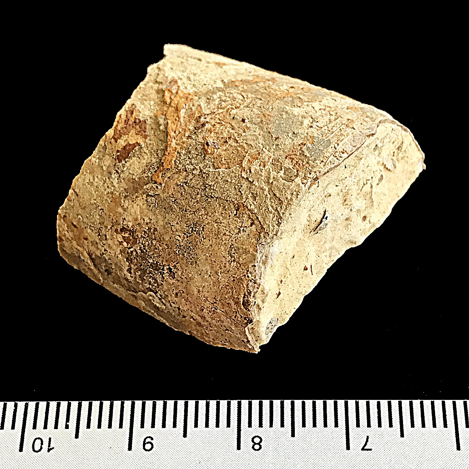 Psuedorthoceras #969k Graham (Finis Shale) Jacksboro, Jack Co., TX