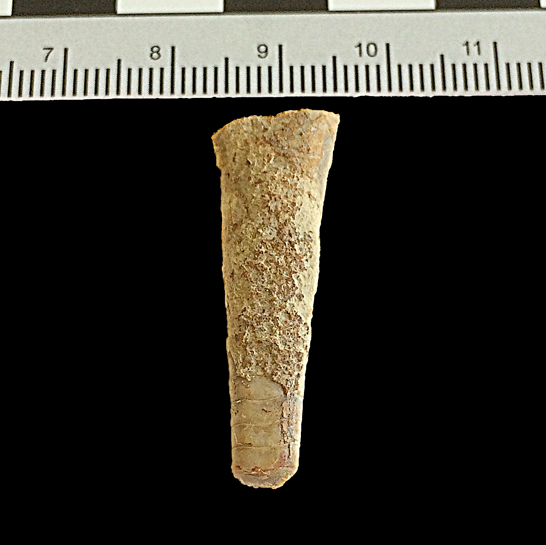 Psuedorthoceras #843c Graham (Finis Shale) Jacksboro, Jack Co., TX