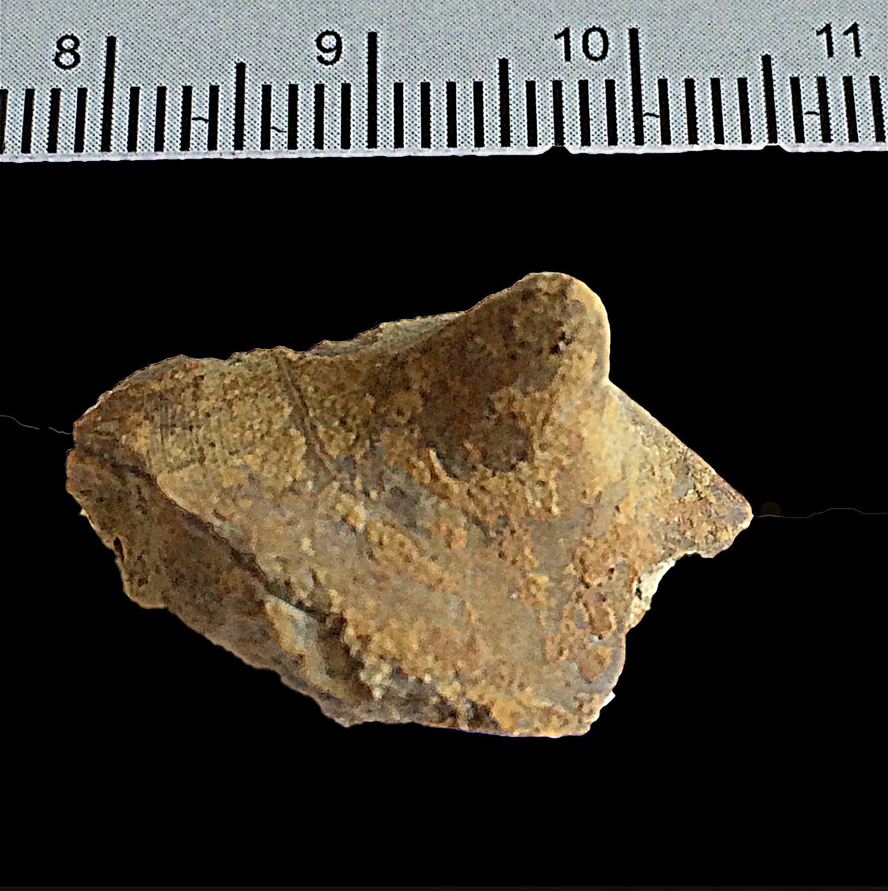 Tainoceras #832f Graham (Finis Shale) Jacksboro, Jack Co., TX