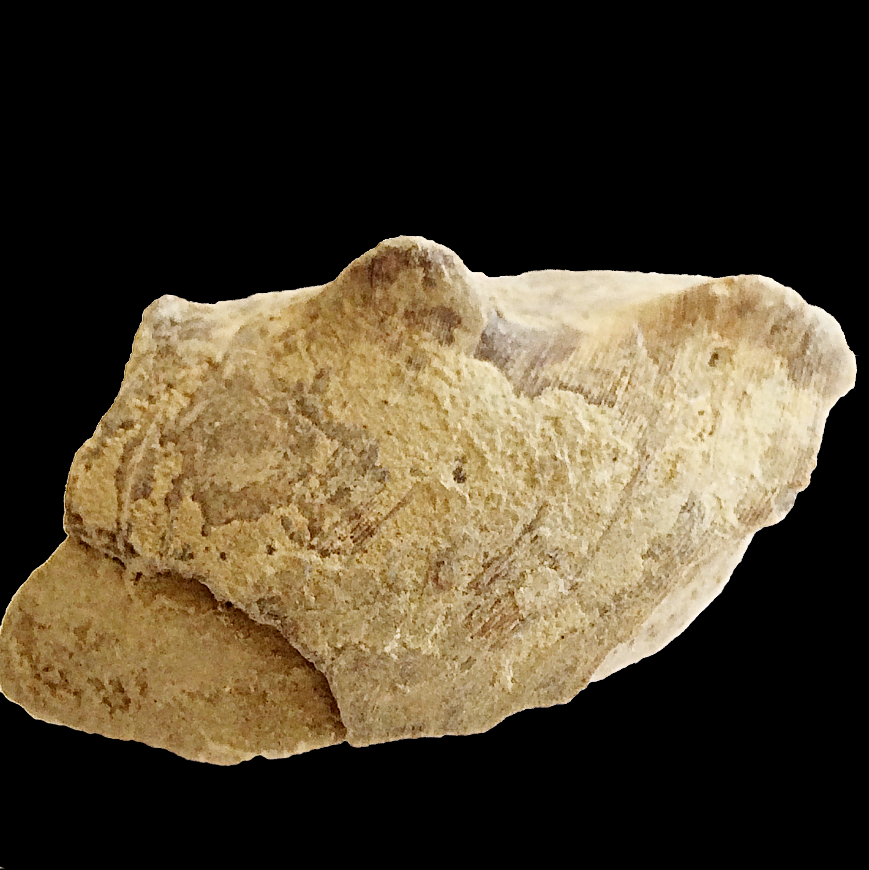 Tainoceras #427 Graham (Finis Shale) Jacksboro, Jack Co., TX