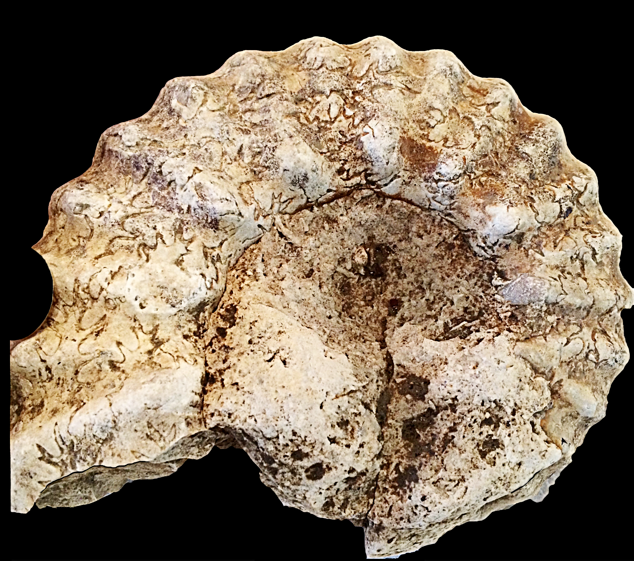 Mortoniceras #605 Fort Worth Limestone Formation Cooke Co., TX