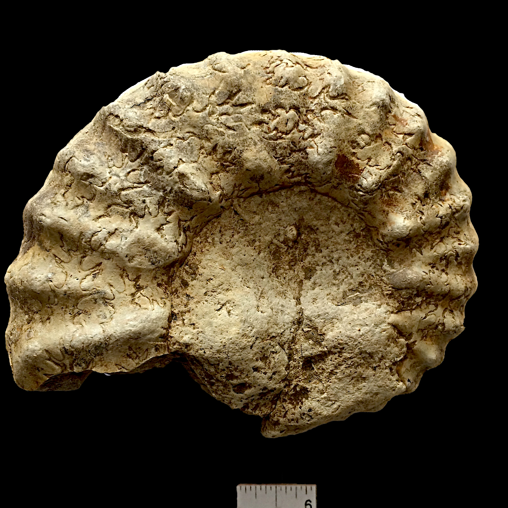 Mortoniceras #601 Fort Worth Limestone Formation Cooke Co., TX