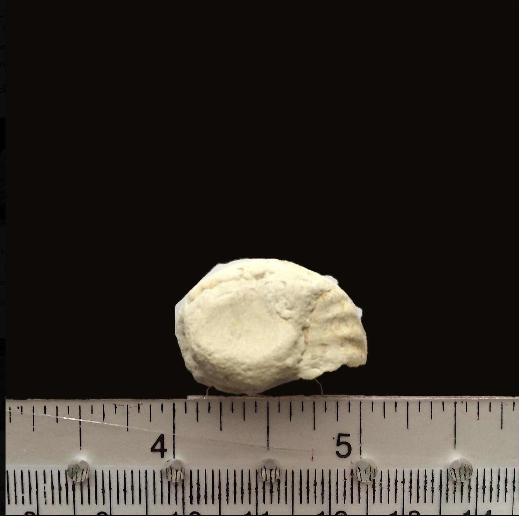 Mortoniceras #617 Fort Worth Limestone Formation Cooke Co., TX