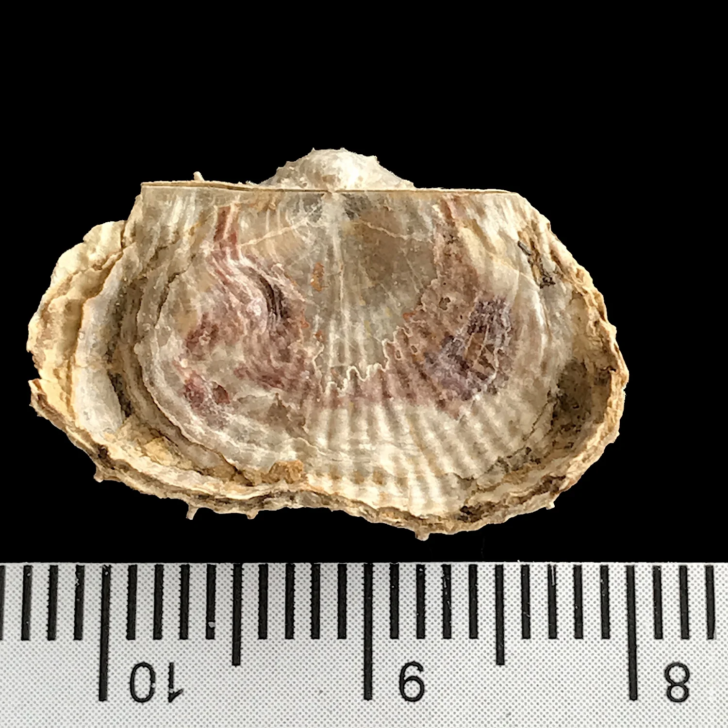 Kutorginella lasallensis #978 Finis Shale, Graham Formation Jacksboro, Jack Co., TX