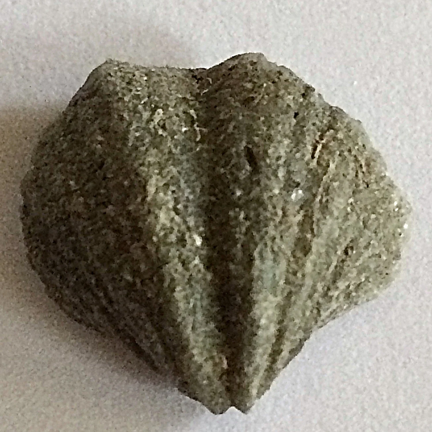 Eridmatus texanus #569 Finis Shale, Graham Formation Jacksboro, Jack Co., TX