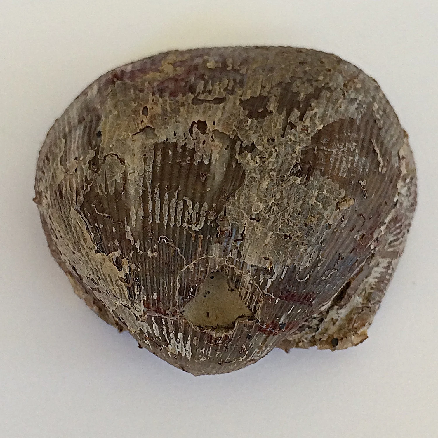 Linoproductus prattenianus #435 Finis Shale, Graham Formation Jacksboro, Jack Co., TX
