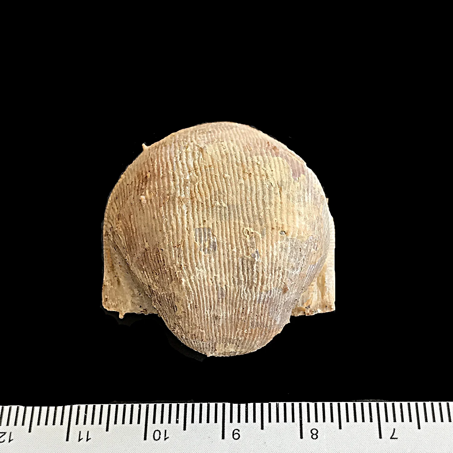 Linoproductus prattenianus #974a Finis Shale, Graham Formation Jacksboro, Jack Co., TX