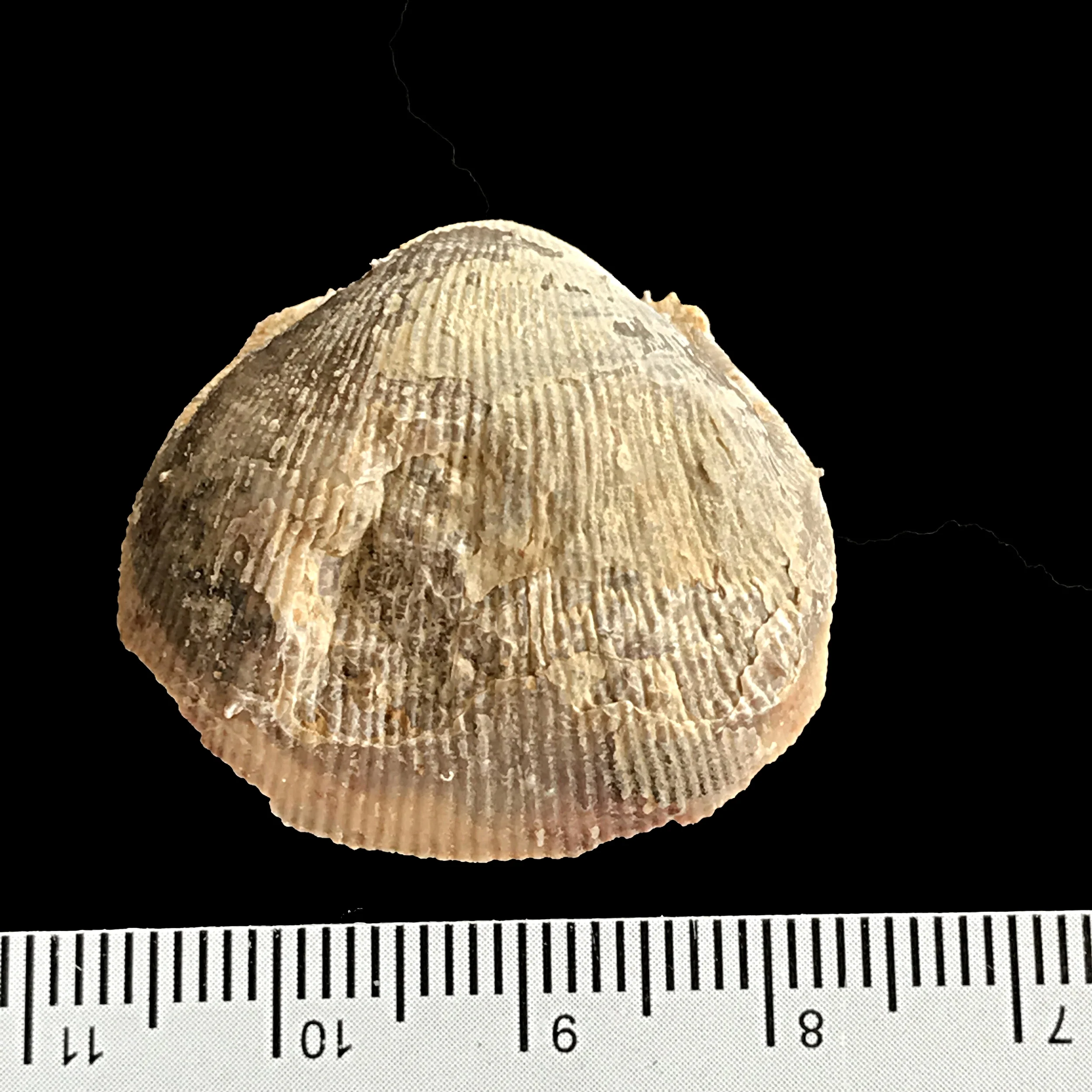 Linoproductus prattenianus #978d Finis Shale, Graham Formation Jacksboro, Jack Co., TX
