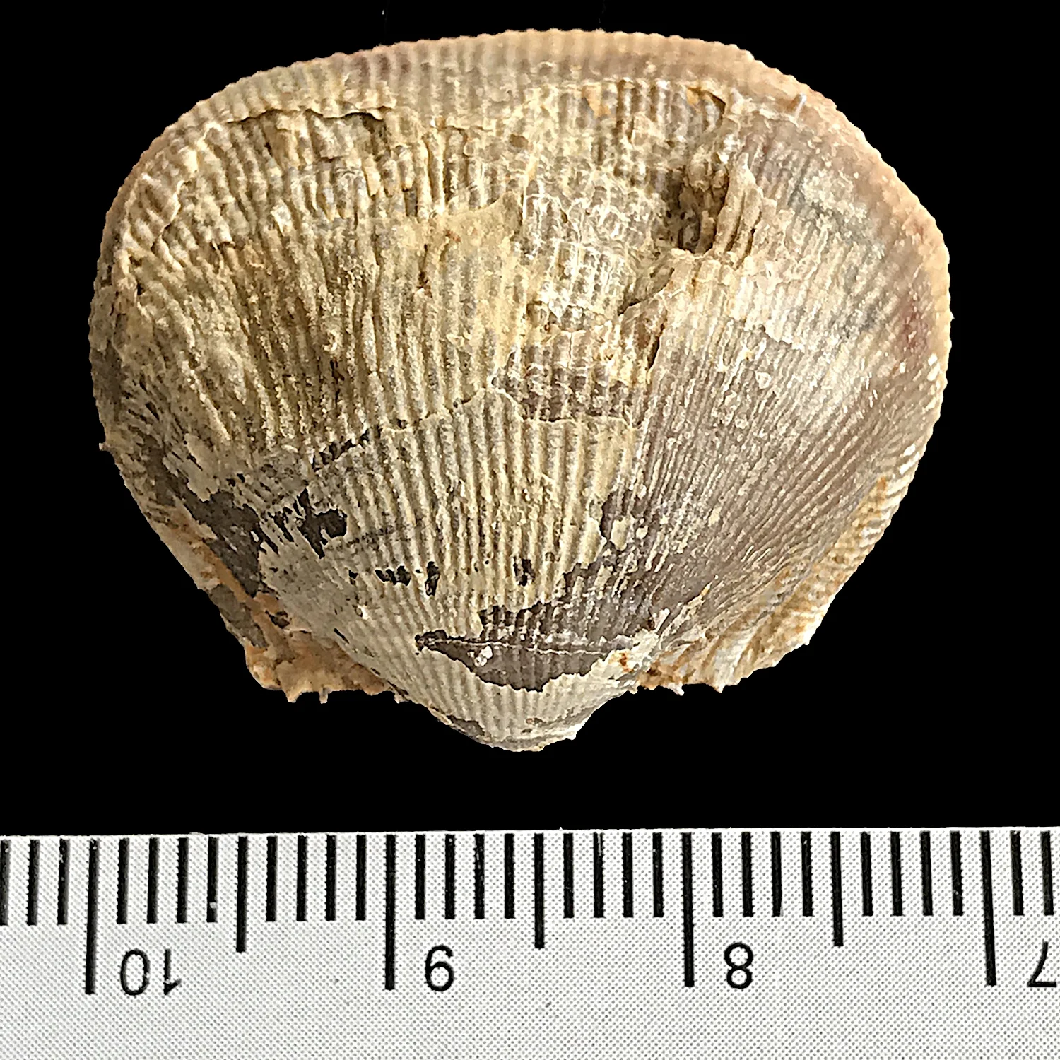 Linoproductus prattenianus #978e Finis Shale, Graham Formation Jacksboro, Jack Co., TX