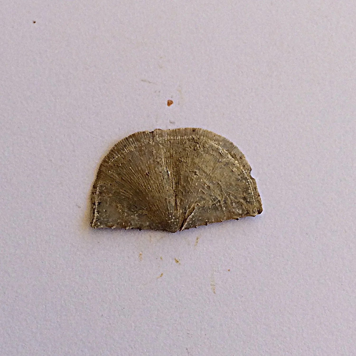 Neochonetes granulifer #433d Finis Shale, Graham Formation Jacksboro, Jack Co., TX