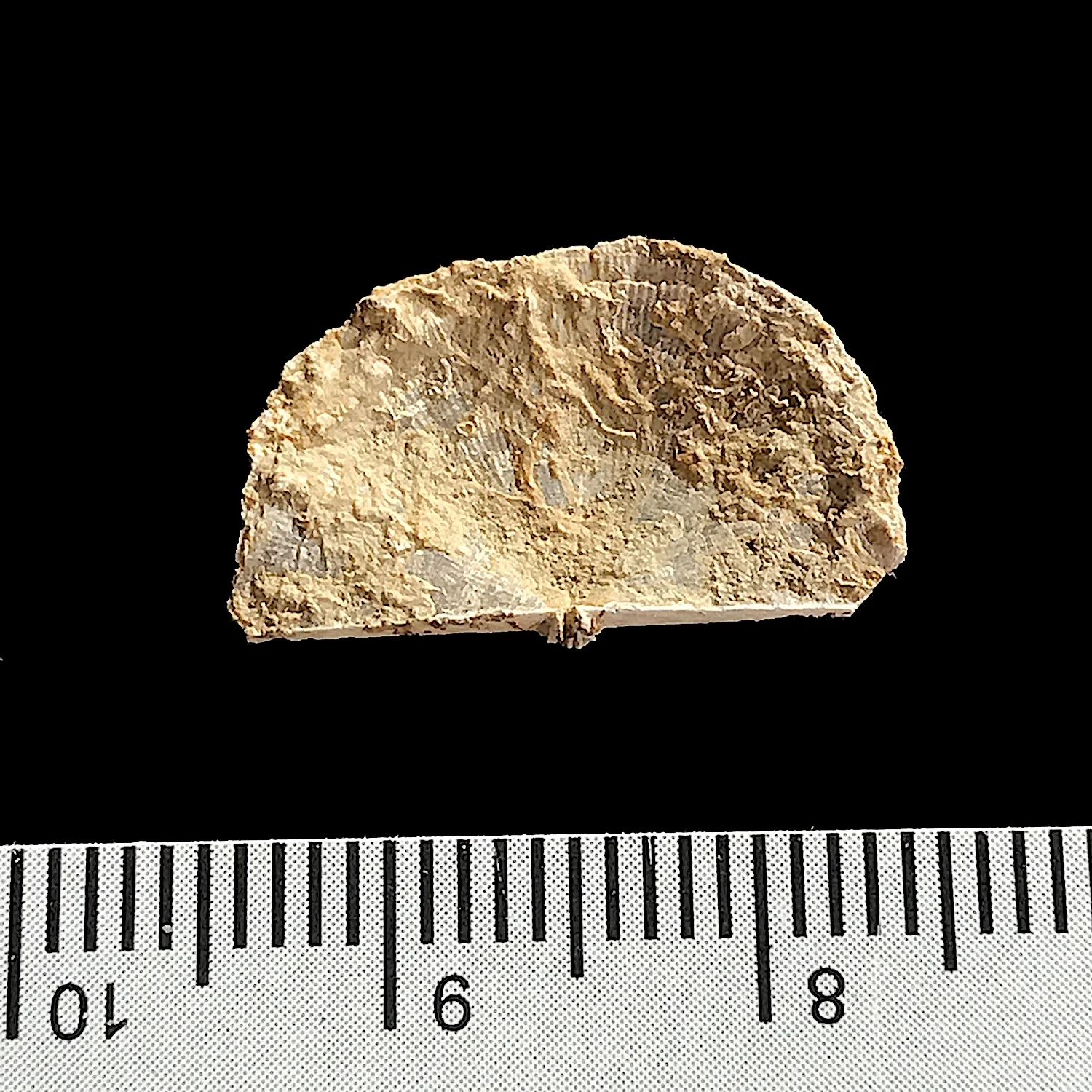 Neochonetes granulifer #984j Finis Shale, Graham Formation Jacksboro, Jack Co., TX