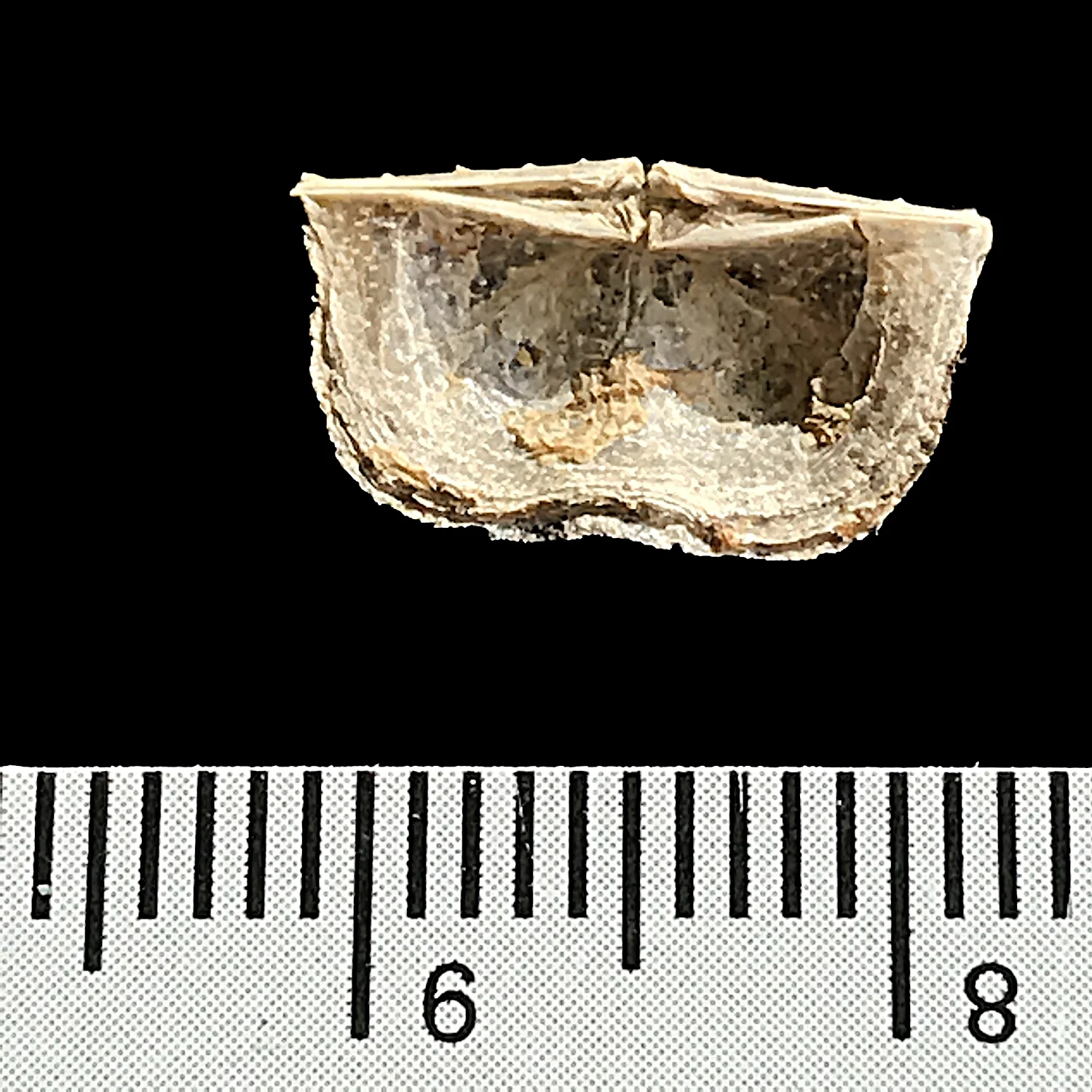 Neochonetes acanthophorus #984m Finis Shale, Graham Formation Jacksboro, Jack Co., TX
