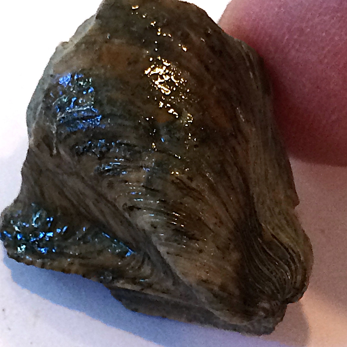 Myalina #560 Finis Shale, Graham Formation Jacksboro, Jack Co., TX