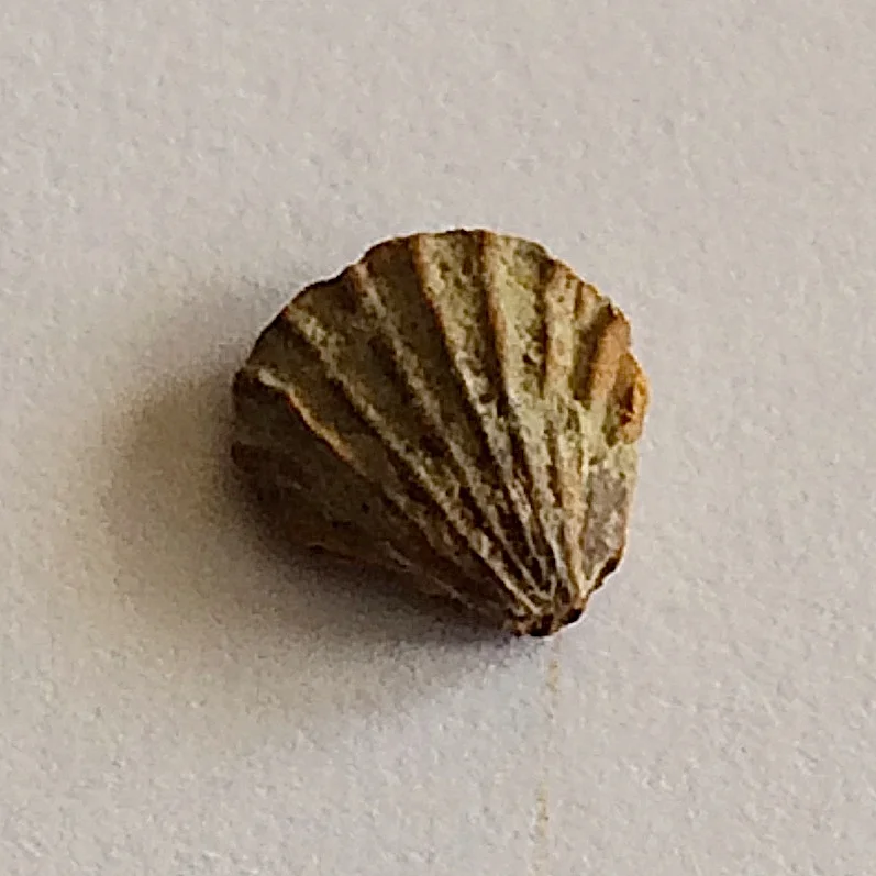 Hustedia mormoni #455 Finis Shale, Graham Formation Bridgeport, Wise Co., TX