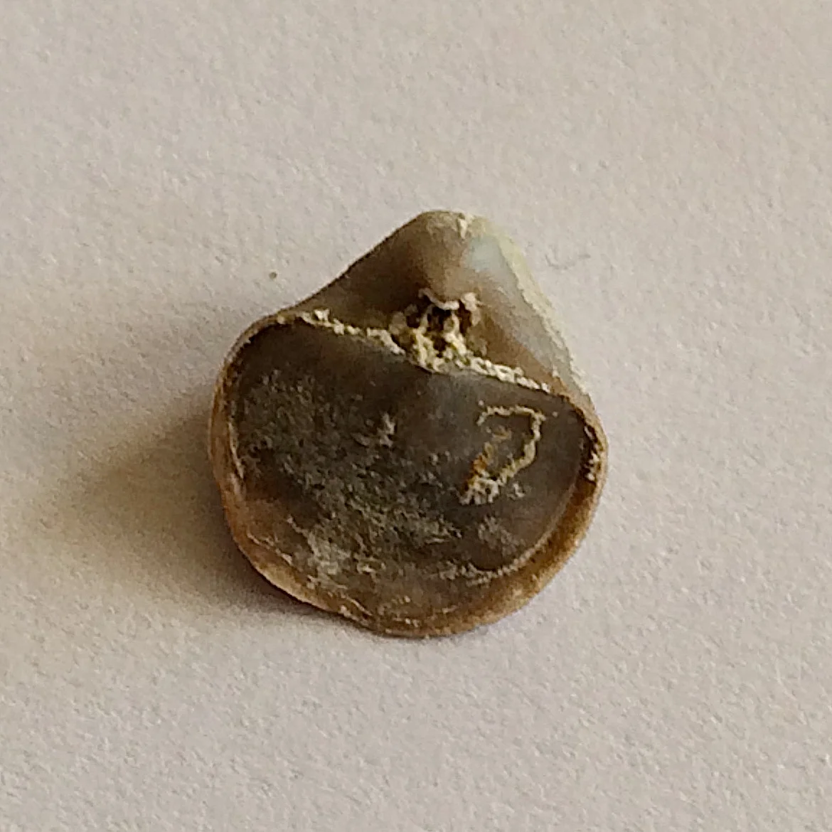 Crurithyris expansa #476 Finis Shale, Graham Formation Bridgeport, Wise Co., TX