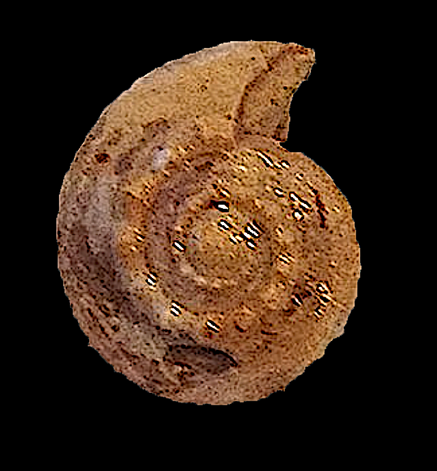 Trepospira illinoisensis #267 Graham Formation (Finis Shale) Jacksboro, Jack Co., TX