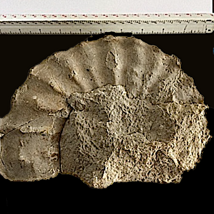 Mortoniceras #347 Duck Creek Formation Grayson Co., TX