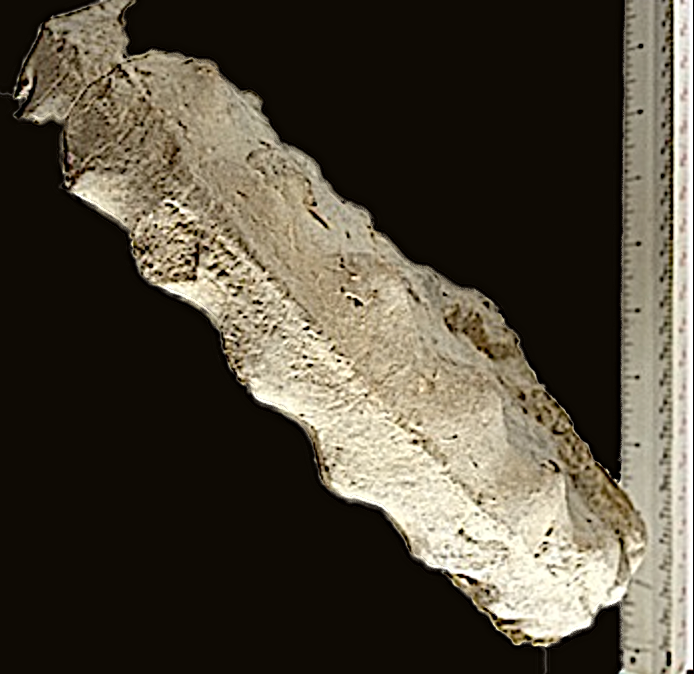 Mortoniceras #347 Top Duck Creek Formation Grayson Co., TX