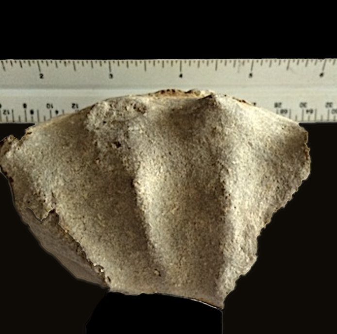 Mortoniceras #349 Duck Creek Formation Grayson Co., TX