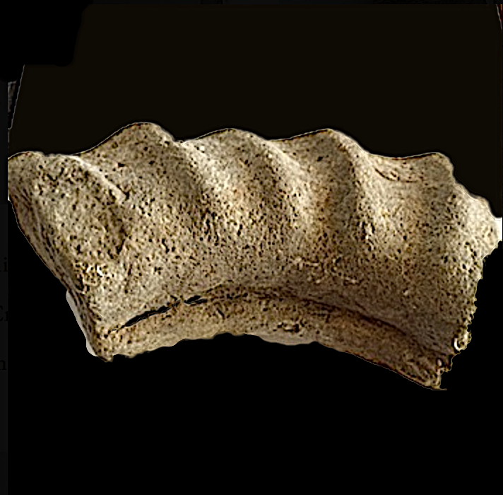 Mortoniceras #349 Duck Creek Formation Grayson Co., TX