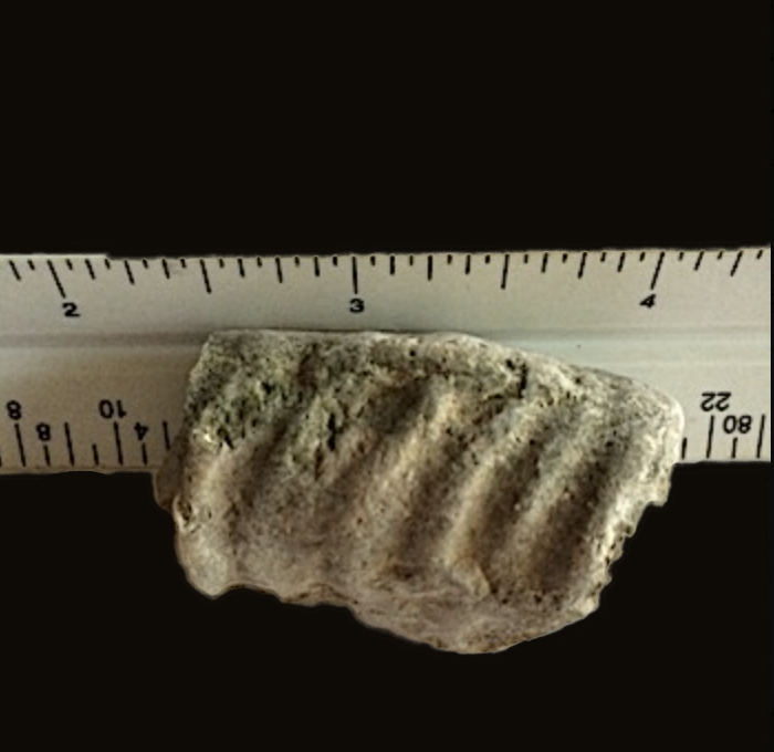 Mortoniceras #350 Duck Creek Formation Grayson Co., TX