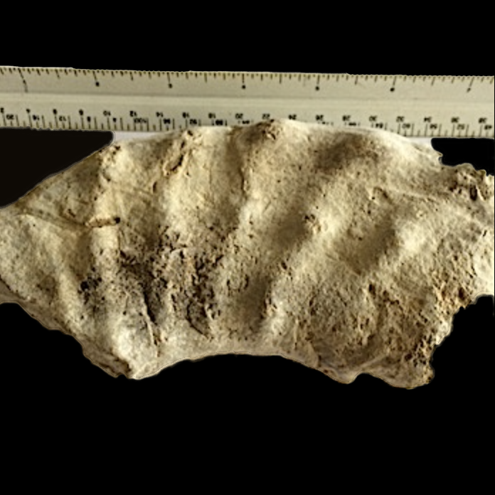 Mortoniceras #351 Duck Creek Formation Grayson Co., TX