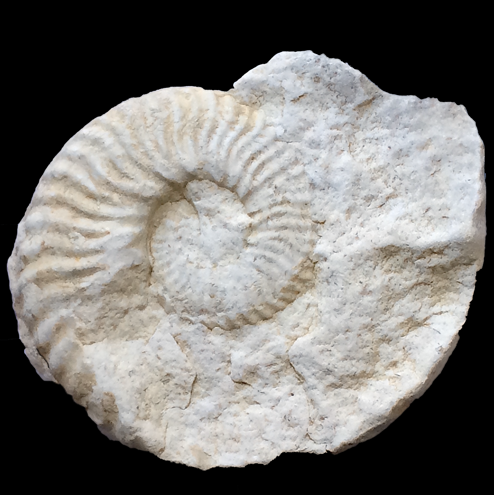 Mortoniceras #719c Fort Worth Limestone Formation Cooke Co., TX