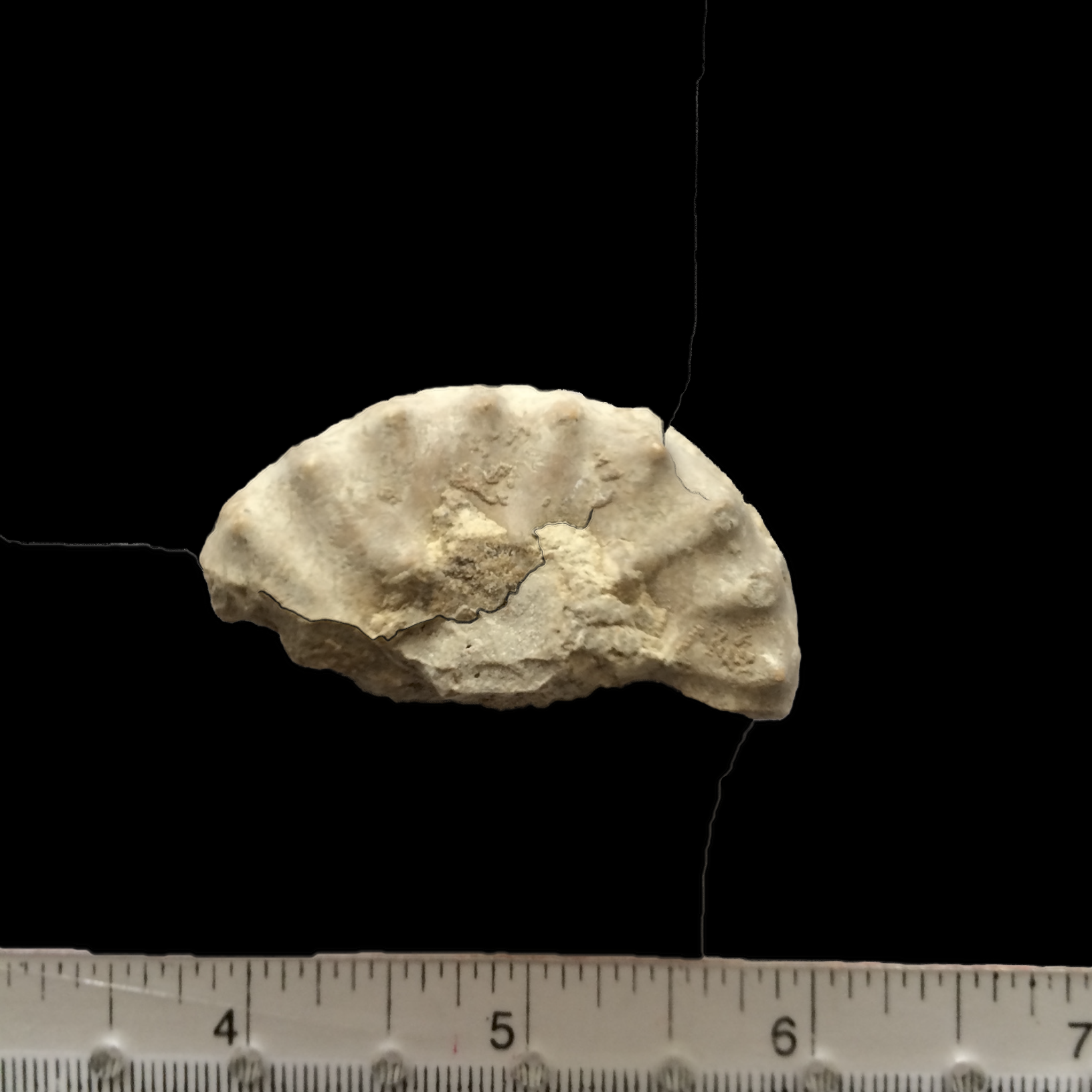 Mortoniceras #618 Fort Worth Limestone Formation Cooke Co., TX