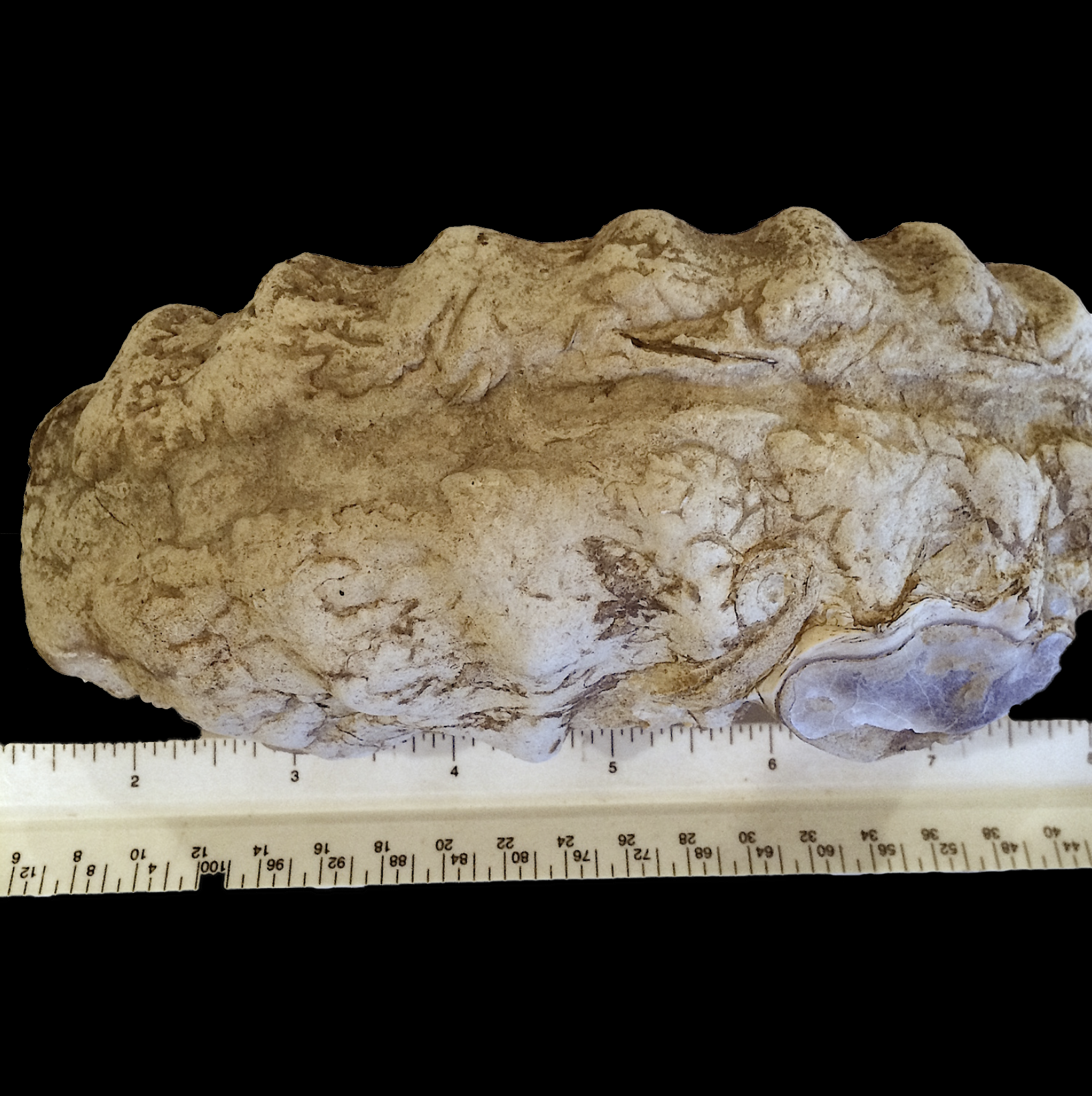Mortoniceras #708b Fort Worth Limestone Formation Cooke Co., TX