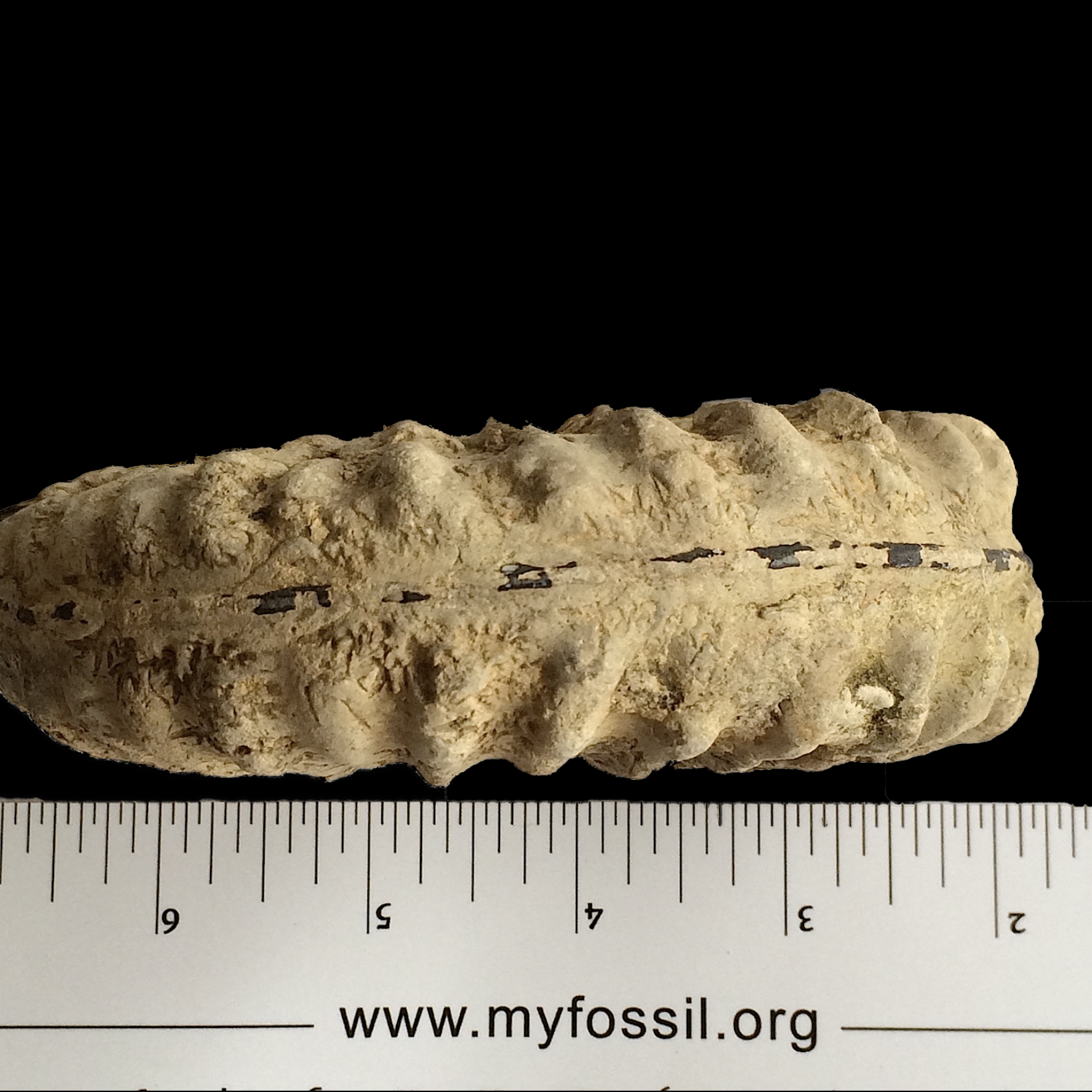 Mortoniceras #761b w/siphuncle Fort Worth Limestone Formation Cooke Co., TX