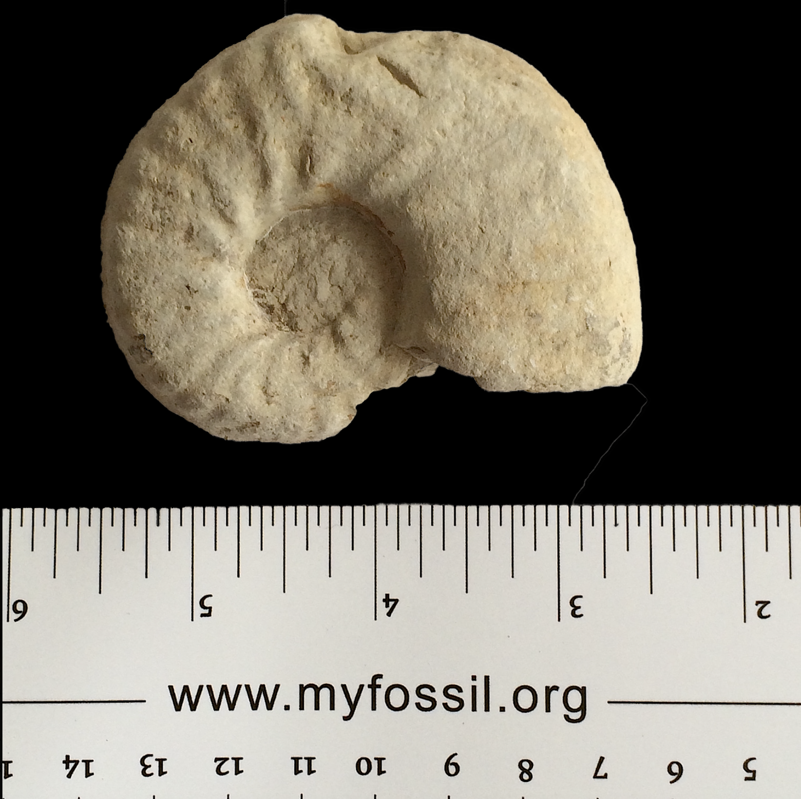 Mortoniceras #764b Fort Worth Limestone Formation Cooke Co., TX