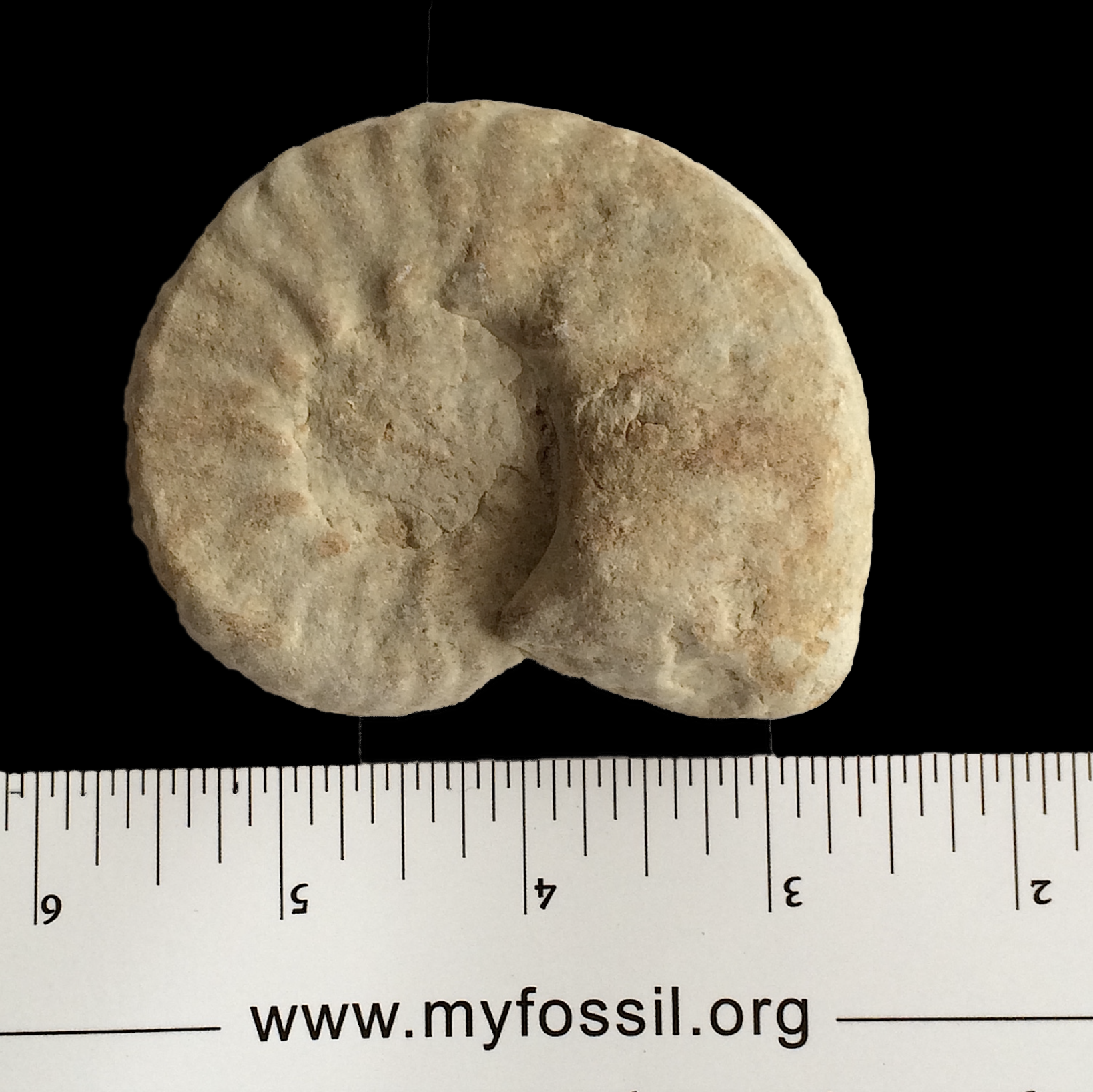 Mortoniceras #764 Fort Worth Limestone Formation Cooke Co., TX