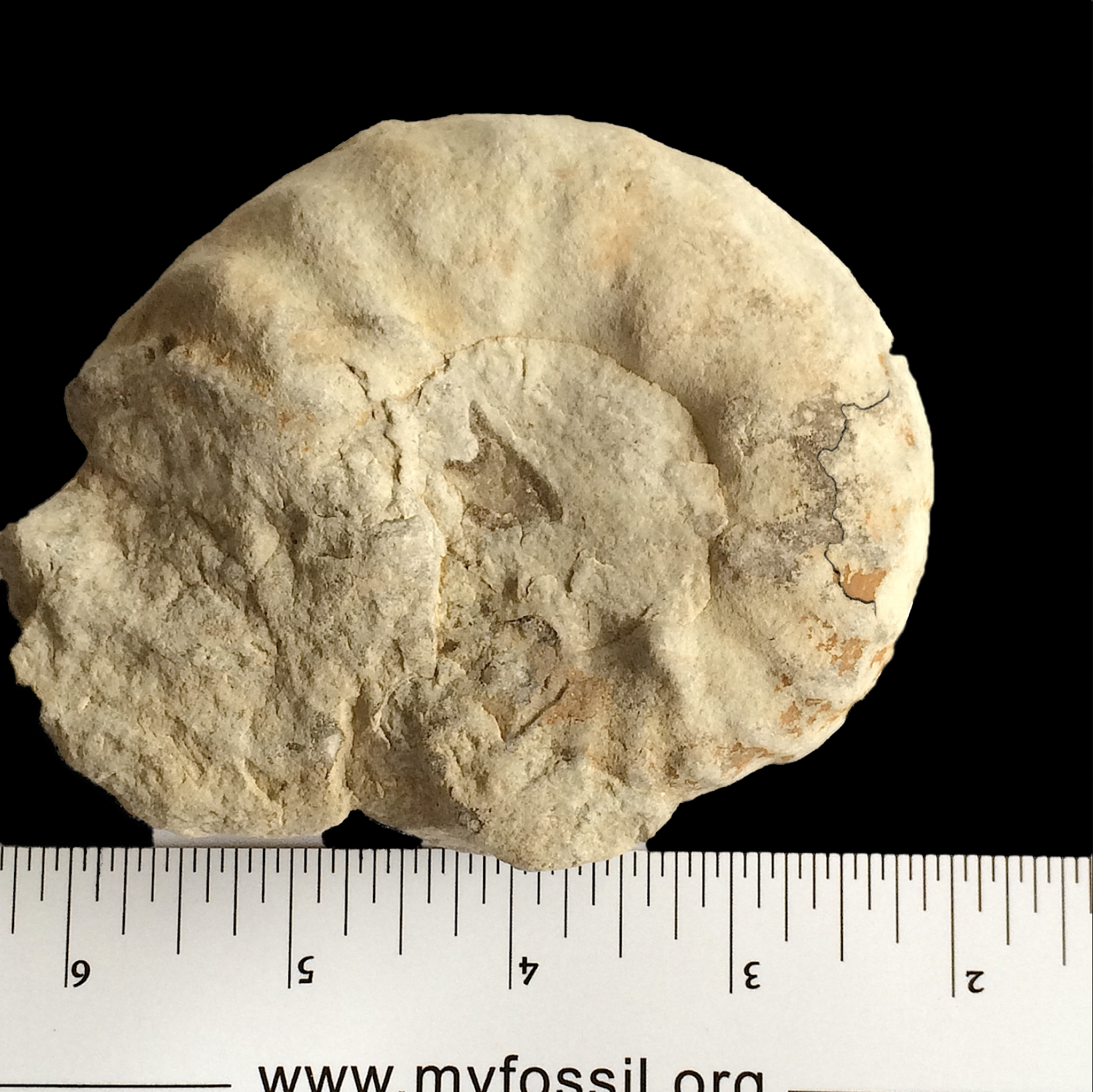 Mortoniceras #767b Fort Worth Limestone Formation Cooke Co., TX