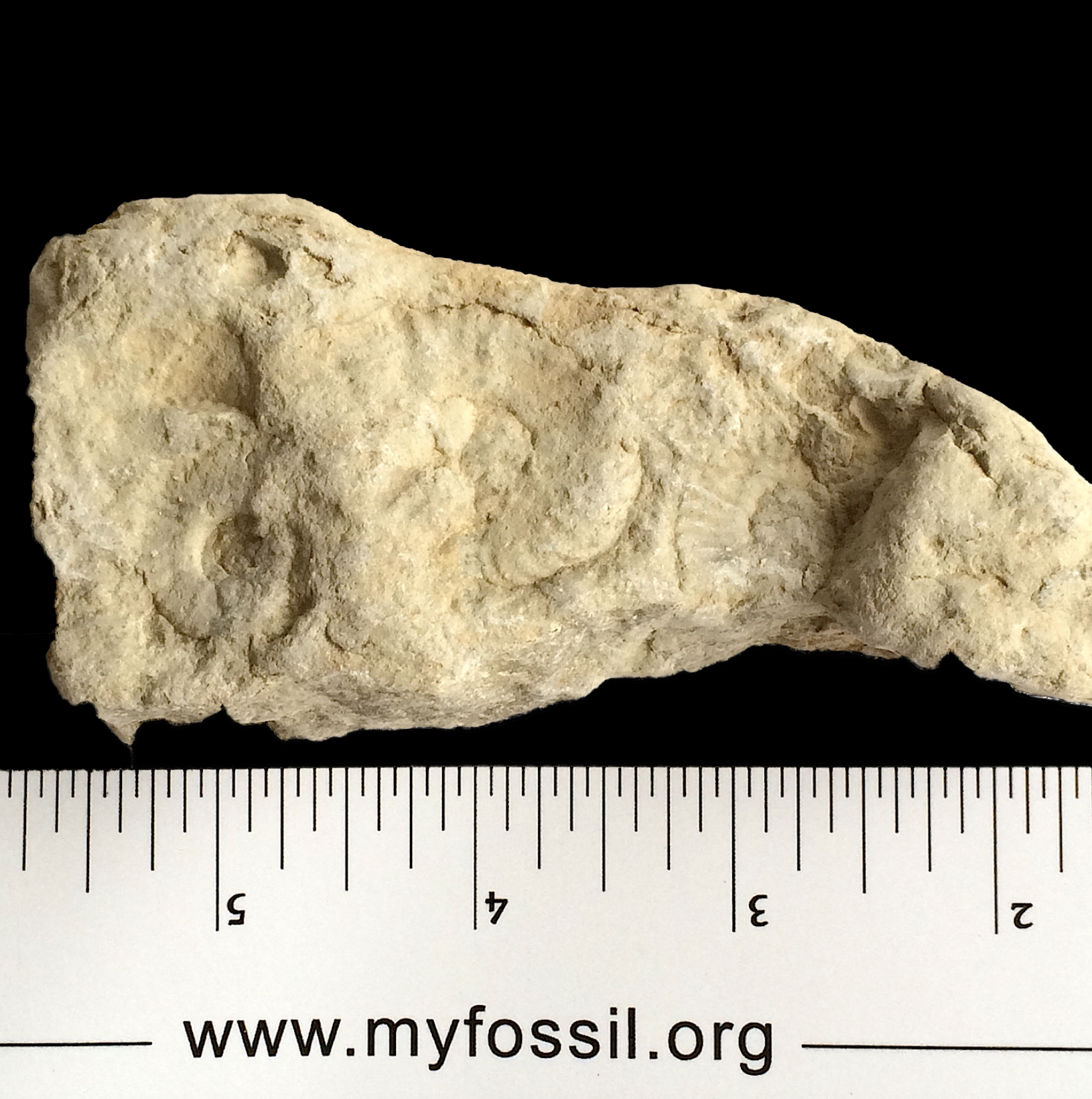 Three Mortoniceras #773 Fort Worth Limestone Formation Cooke Co., TX
