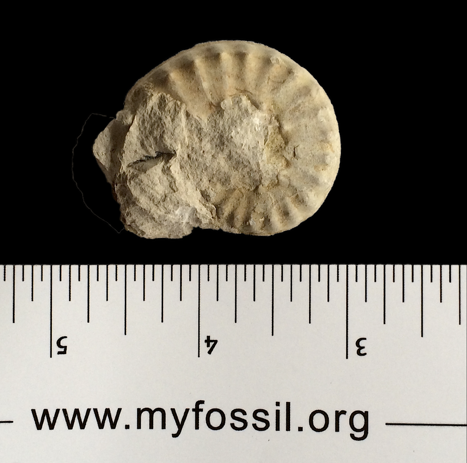 Mortoniceras #774 Fort Worth Limestone Formation Cooke Co., TX