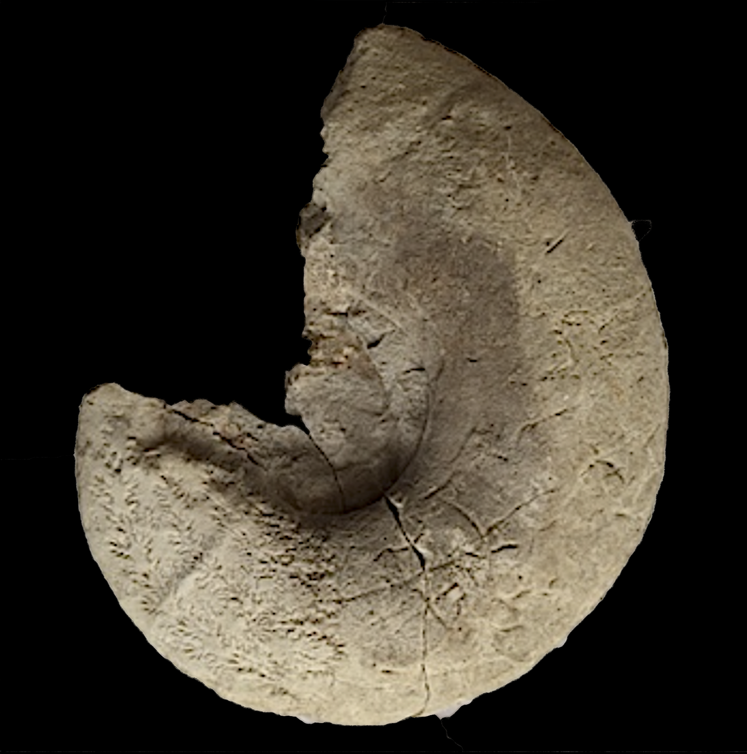 Eopachydiscus Duck Creek Formation Cooke Co., TX