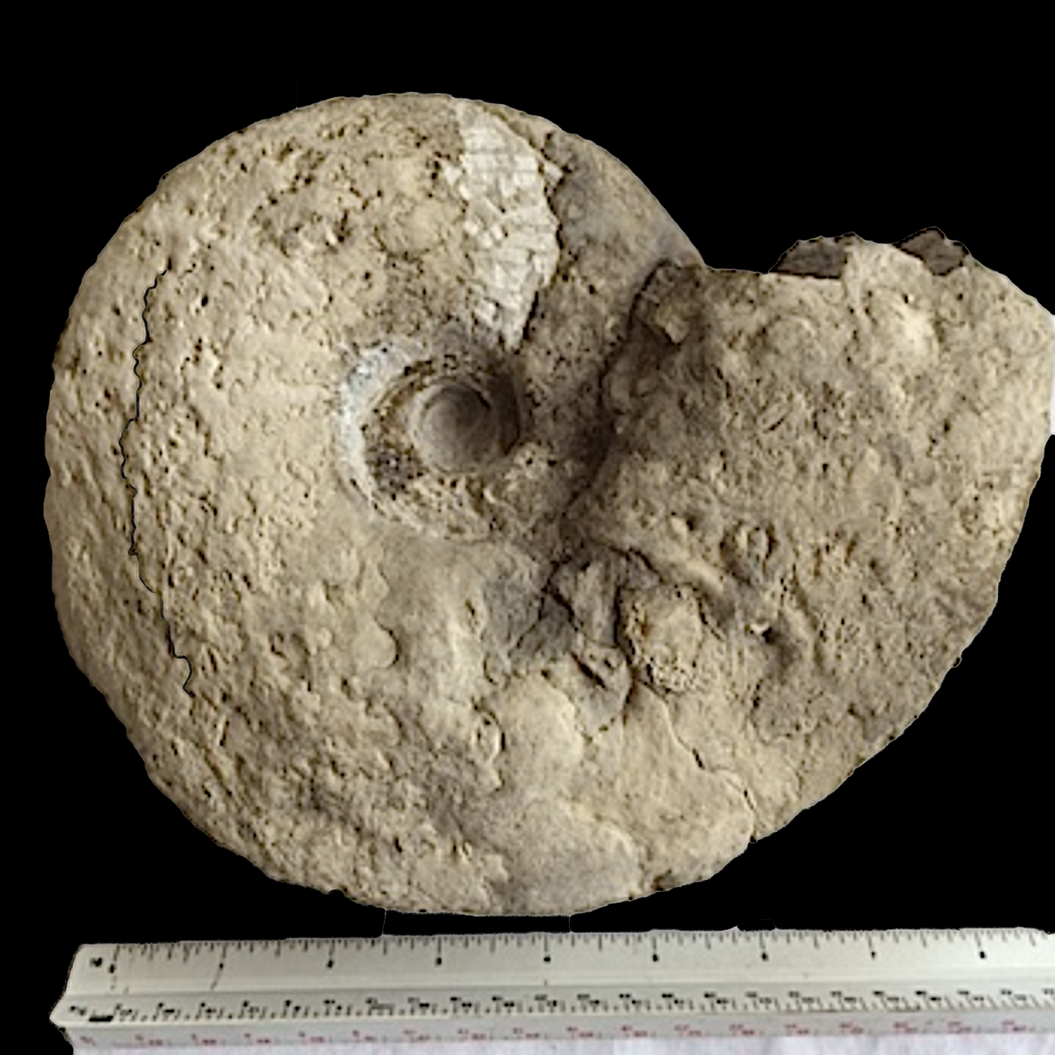 Eopachydiscus Duck Creek Formation Cooke Co., TX