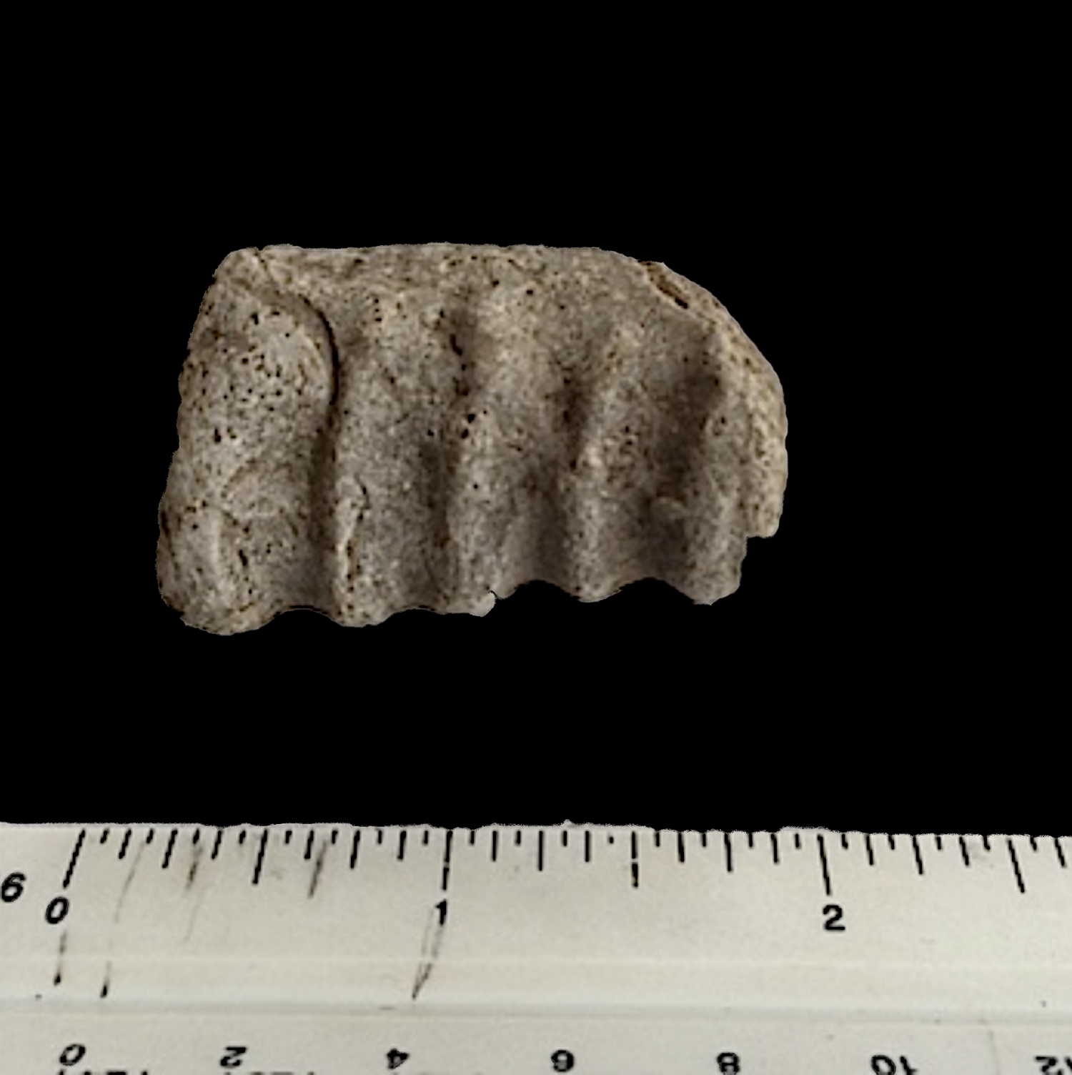 Idiohamites Duck Creek Formation Cooke Co., TX