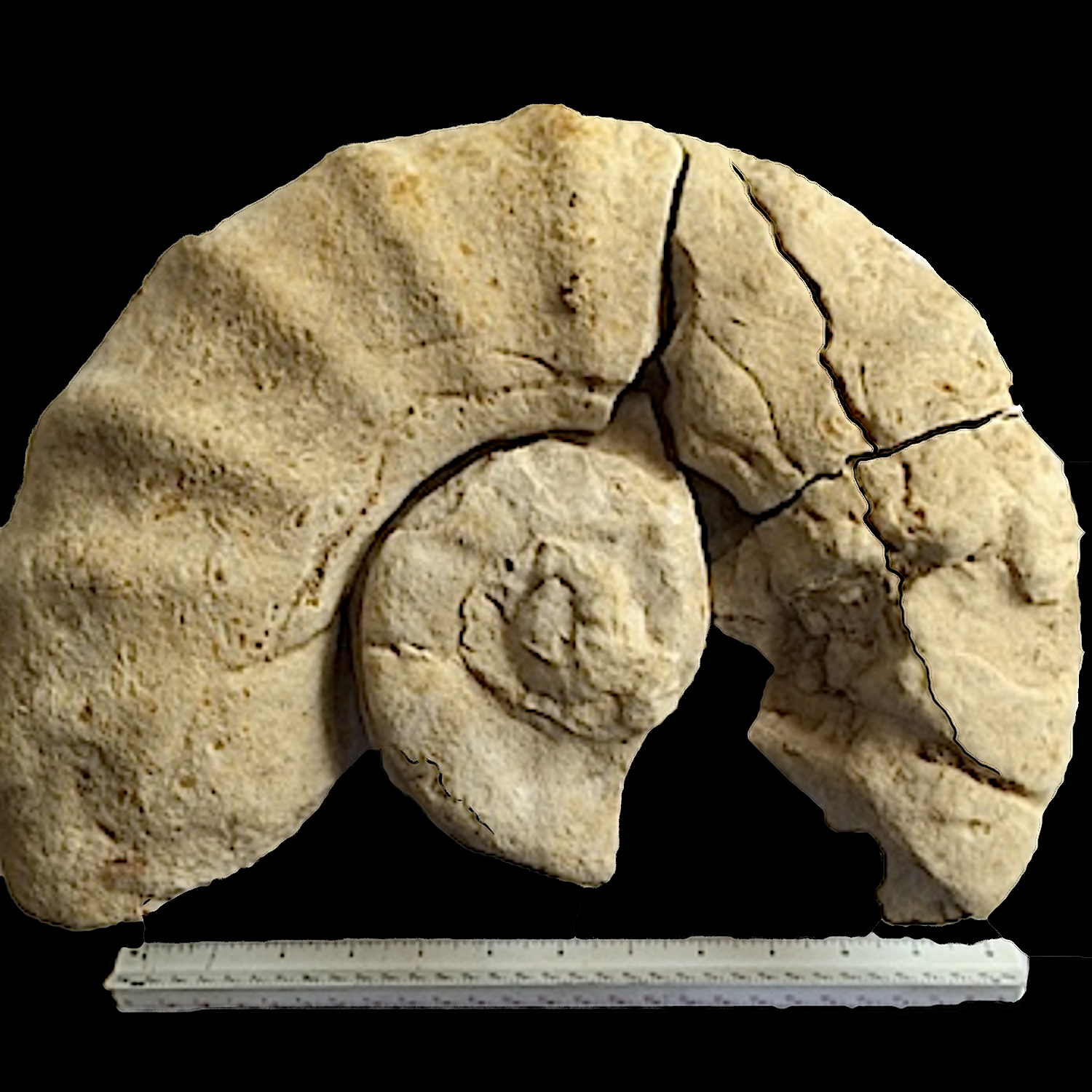 Eopachydiscus Duck Creek Formation Cooke Co., TX