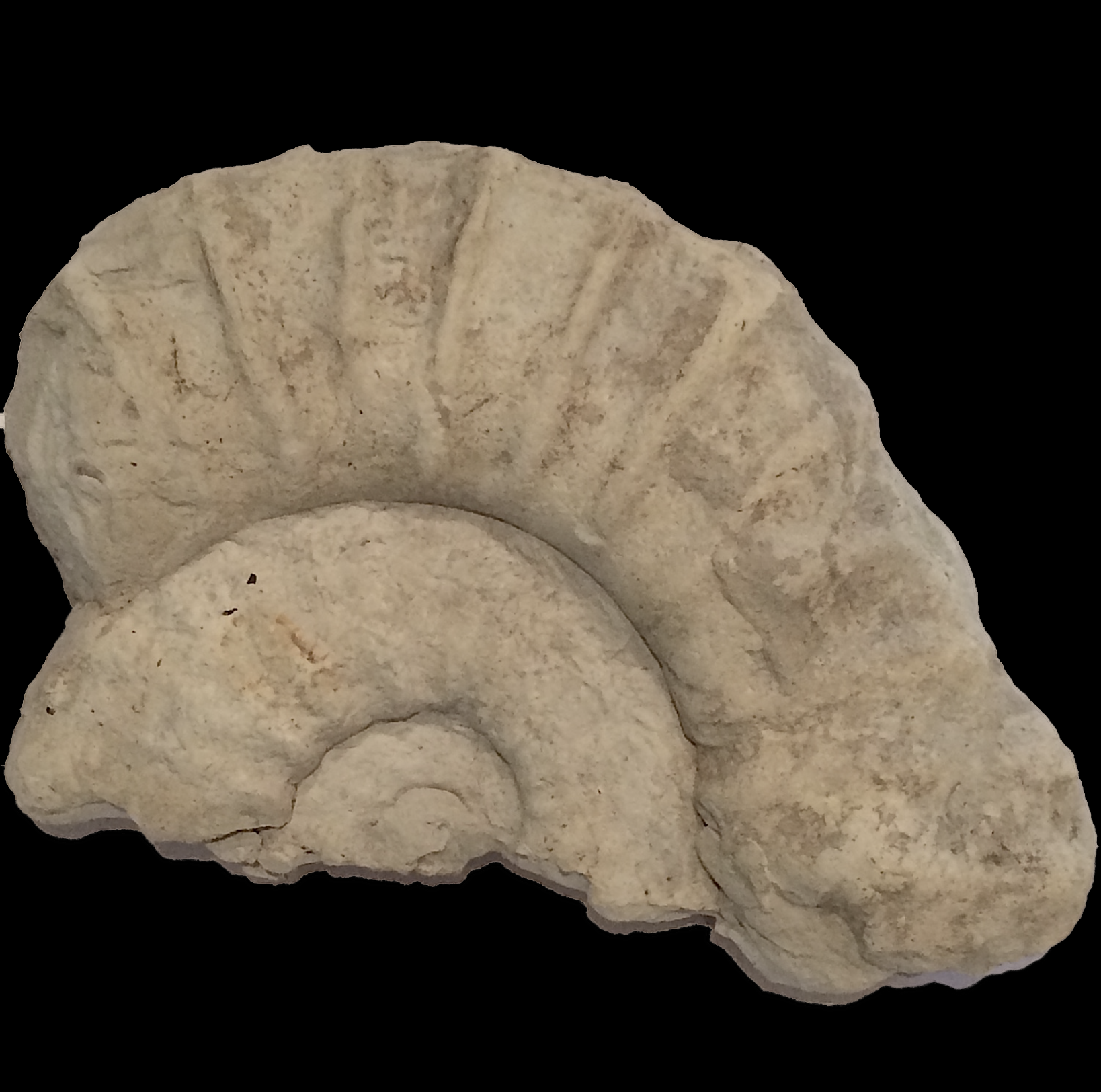 Mortoniceras #630 Duck Creek Formation Cooke Co., TX