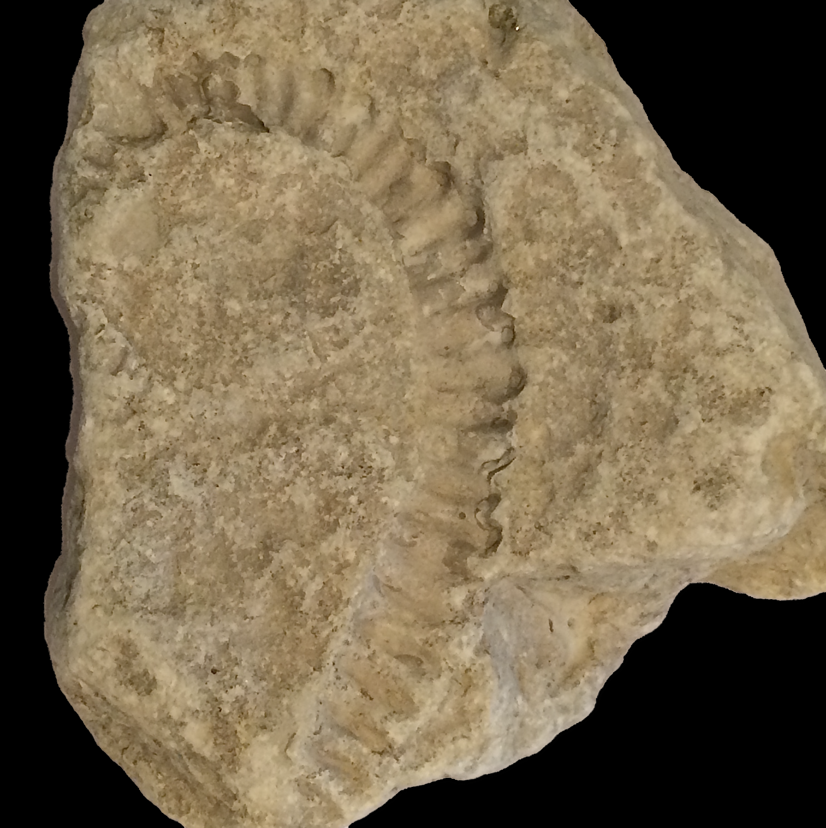 Idiohamites Imprint Duck Creek Formation Cooke Co., TX